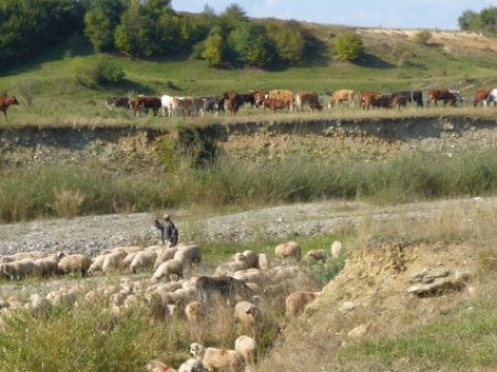 Carpathians (12) 