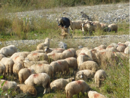 Carpathians (12) 