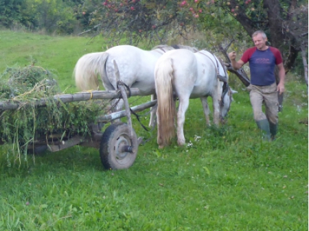 Carpathians (4) 