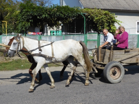 Carpathians (6) 