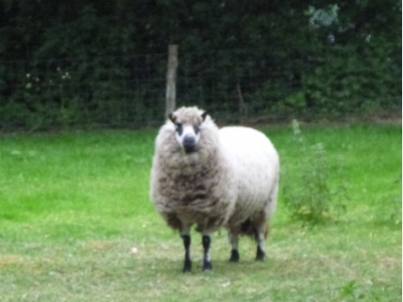Nummer Een (6) 