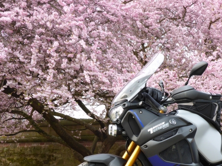 Rijders verslag SuperTenere 1200 