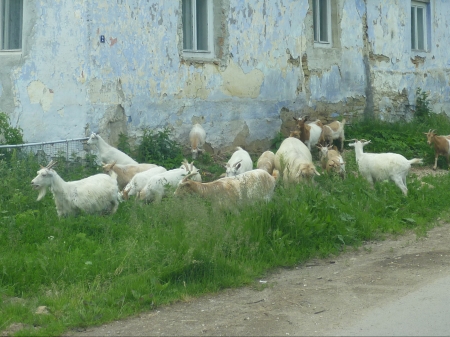 Onderweg in Roemenië 